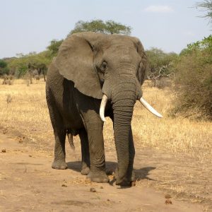 elephant-114543_1280